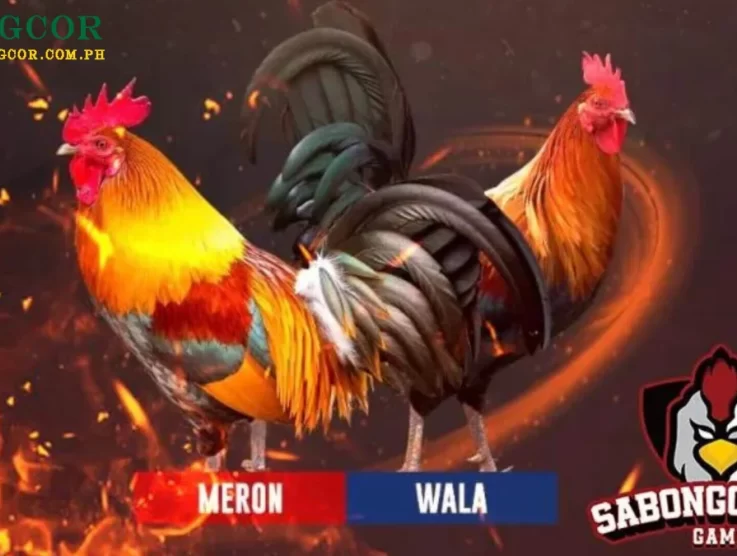 How to play Sabong – Knife Cockfighting